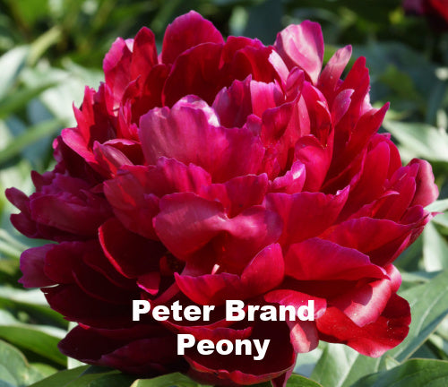 PETER BRAND Peony – Robin's Backyard Nursery