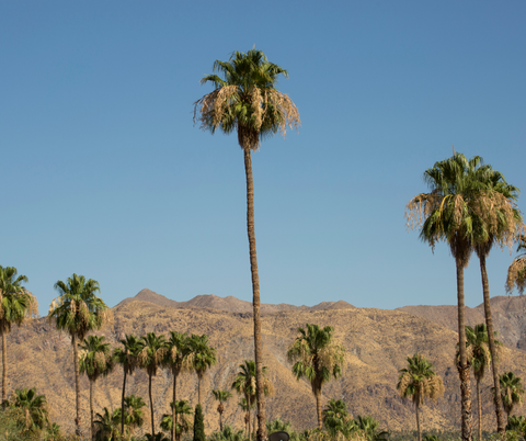 The Ultimate Palm Springs Bachelorette Party Guide