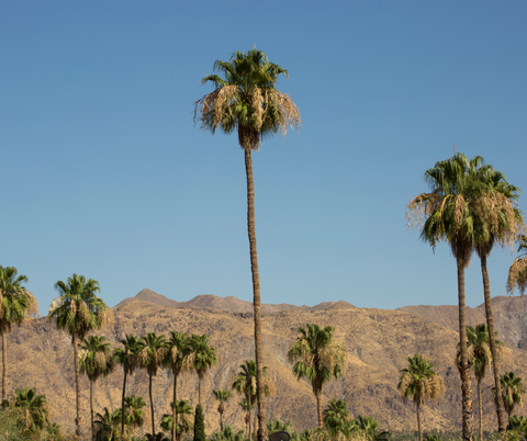 Palm Springs, CA Parties