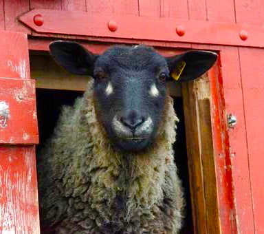 A grå Trøender sheep peeking out of the barn door