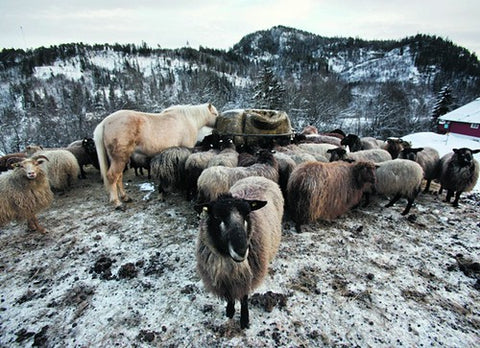Gra Trøender sheep in a winter landscape