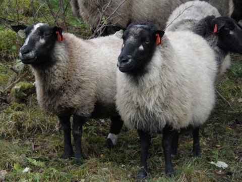 Close up of grå Trøender sheep