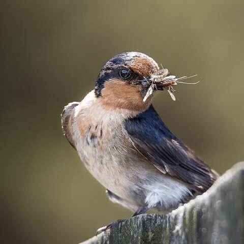 Welcome swallow bringing some food to the nest