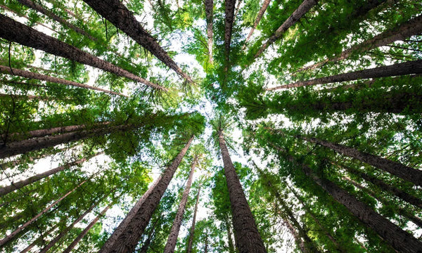 Redwood Forest Warburton