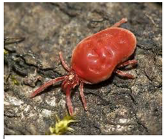 Harvest Mite Picture