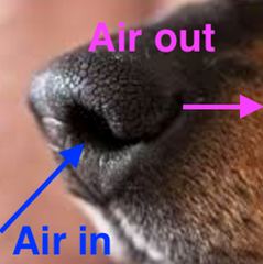 Canine Noses Airflow
