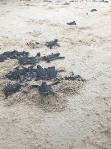 Baby-Schildkröten nach dem Ausbrüten wieder aussetzen