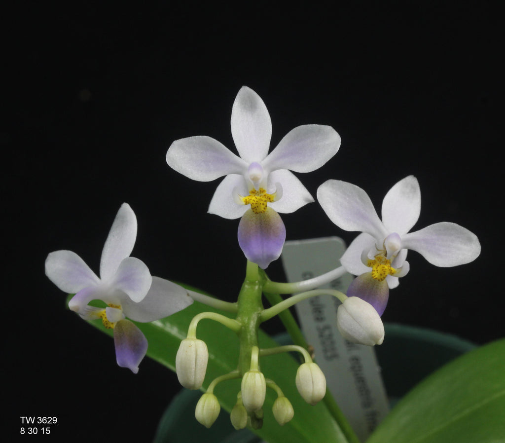 Phal. equestris fma. coerulea -- 4 inch – Louisiana Orchid Connection