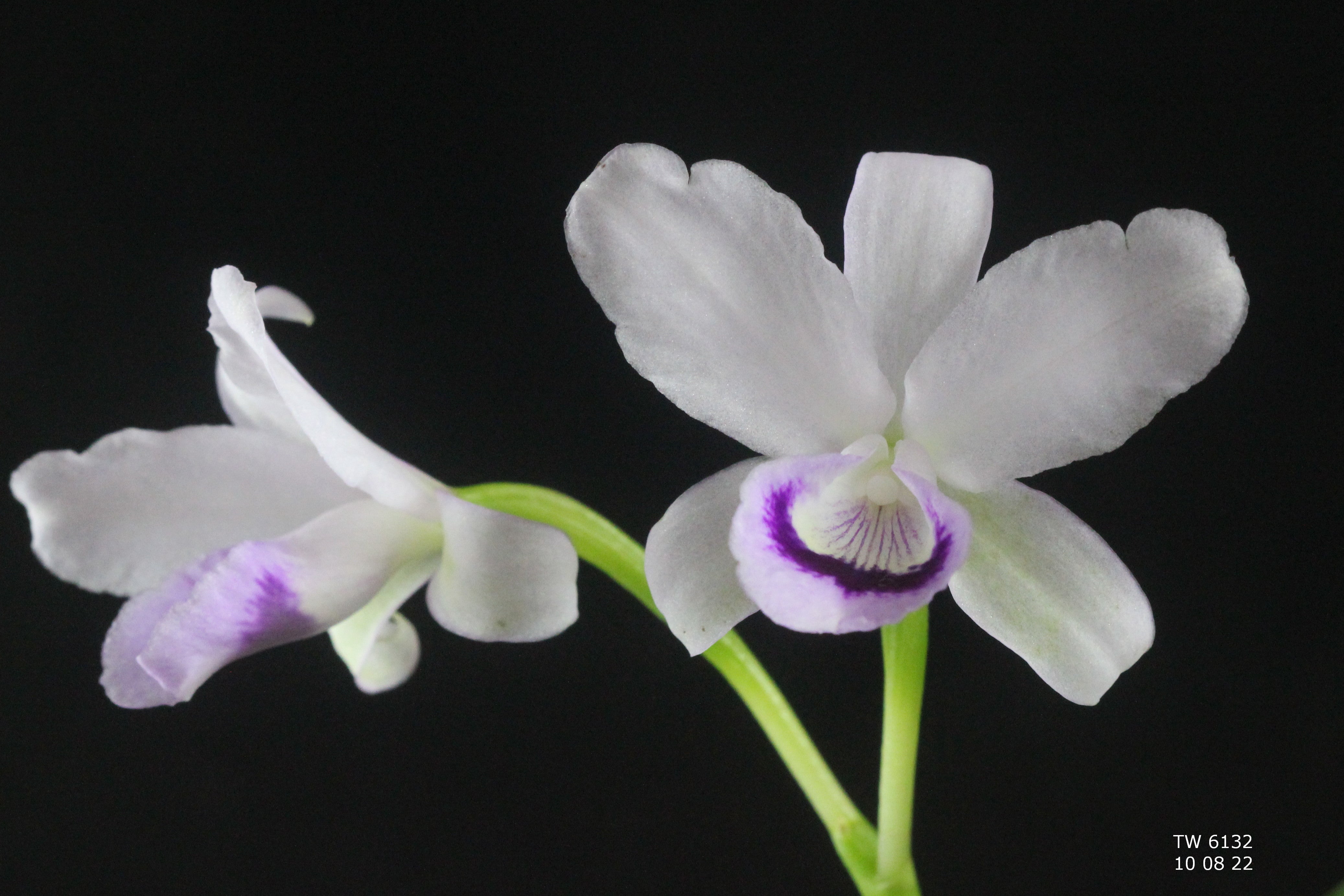 Cattleya bowringiana var. semi alba – Louisiana Orchid Connection