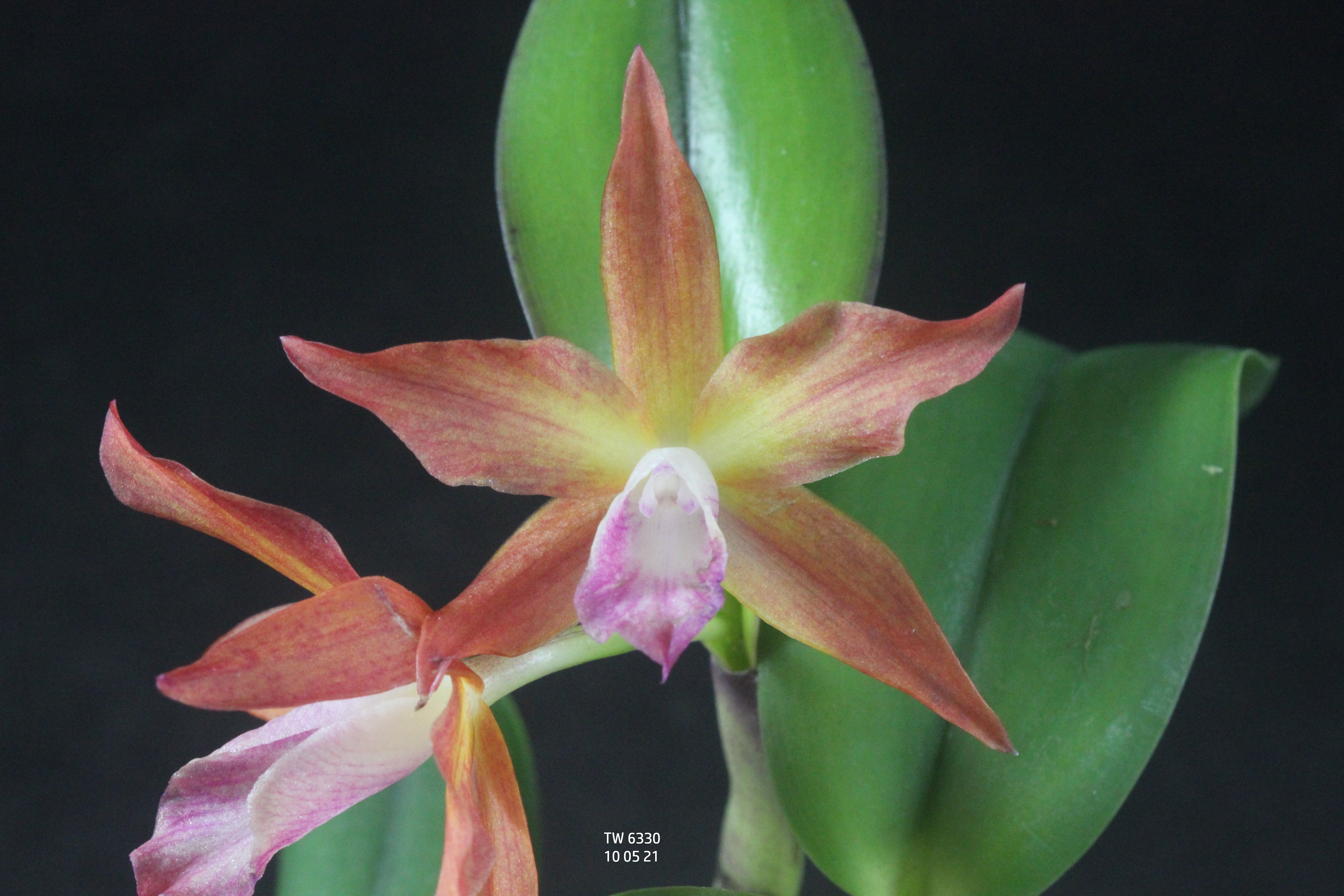 C. tenebrosa x C. cernua – Louisiana Orchid Connection