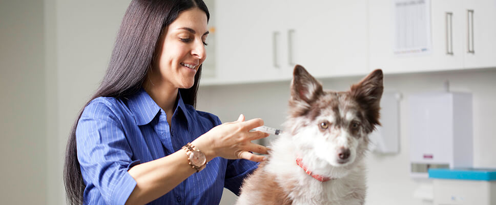 how often can a dog donate blood