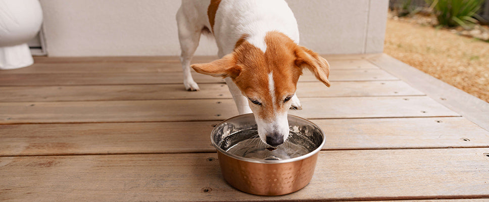 can i give my dog coconut water for dehydration