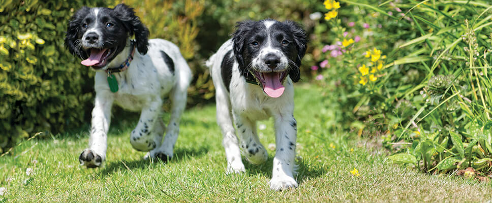 Why To Avoid The Week Puppy School Training Trap