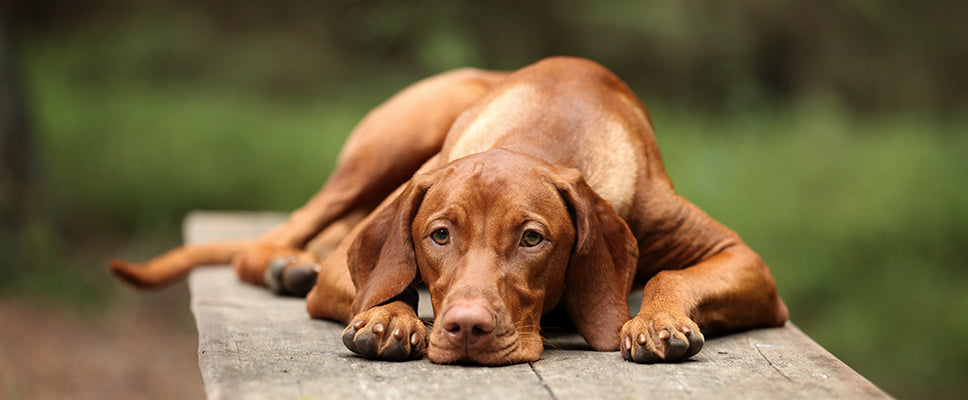 how do dogs react to snake bites