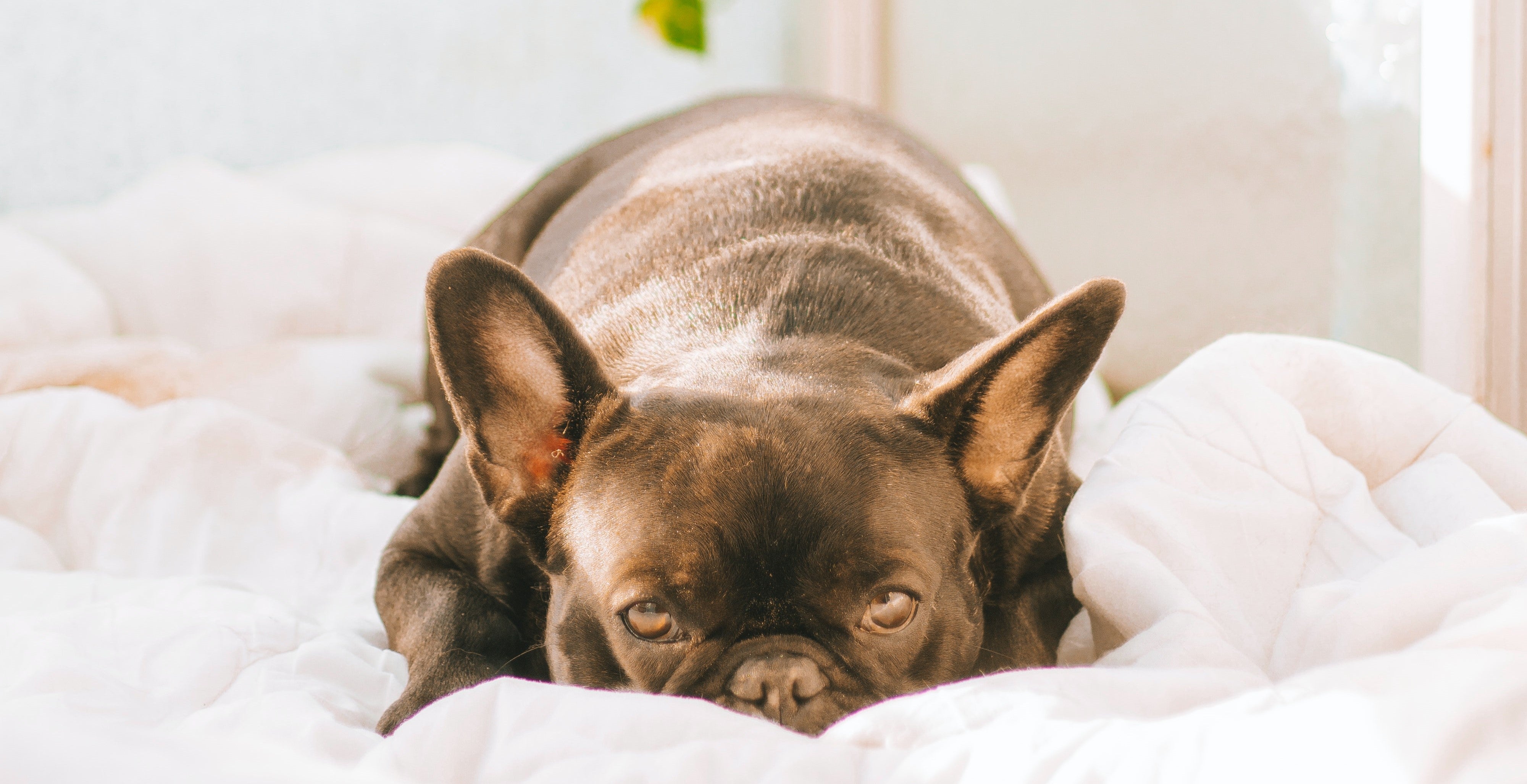 can anxiety cause fever in dogs