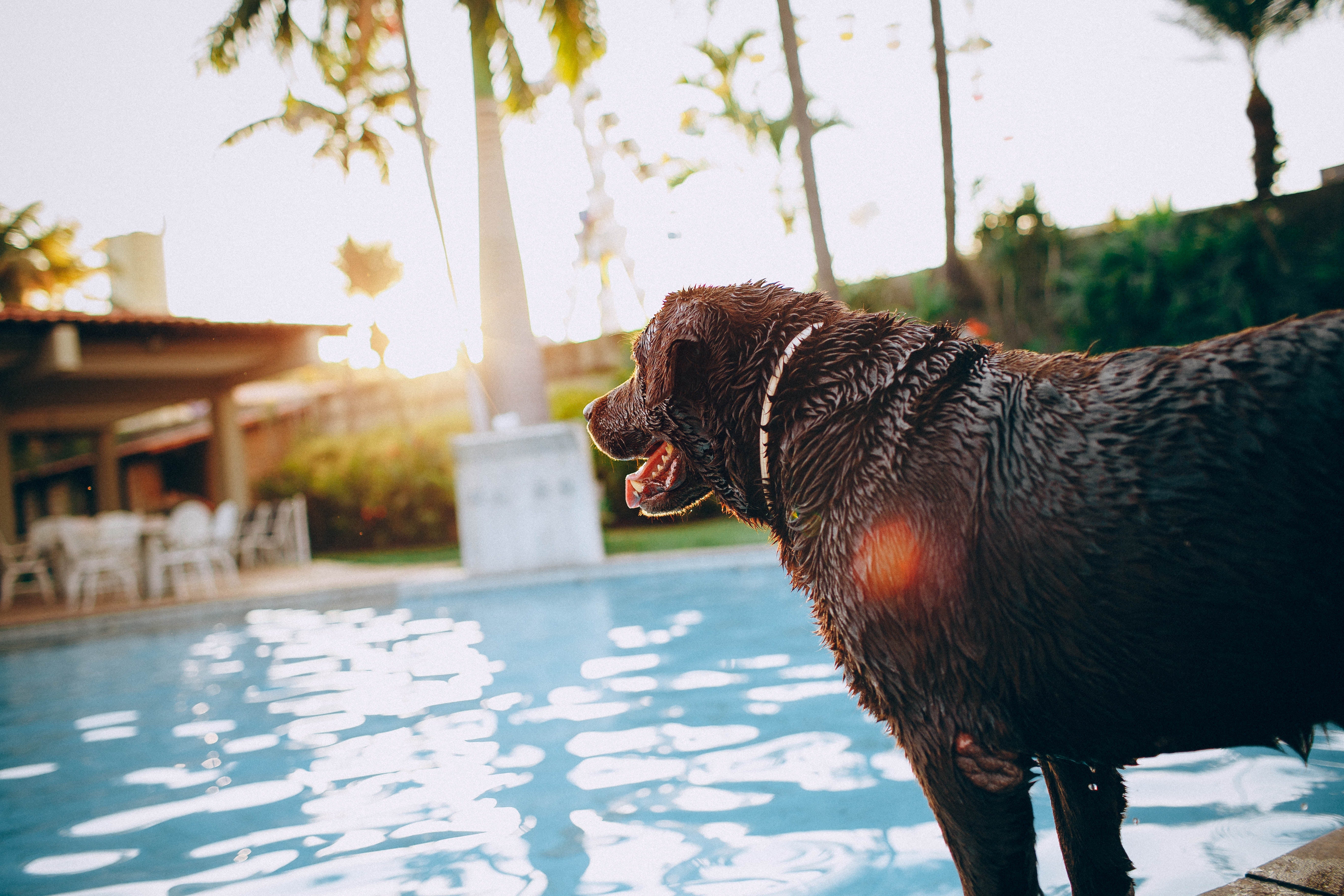 can dogs survive heatstroke