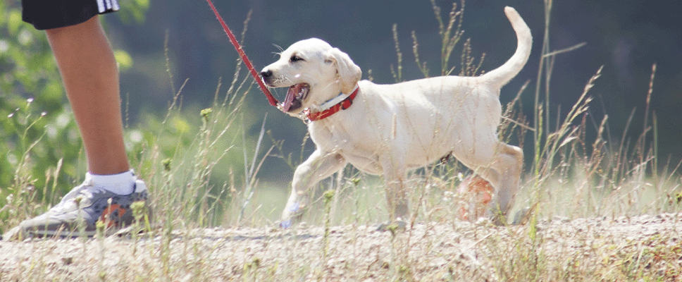 when should you start walking your dog