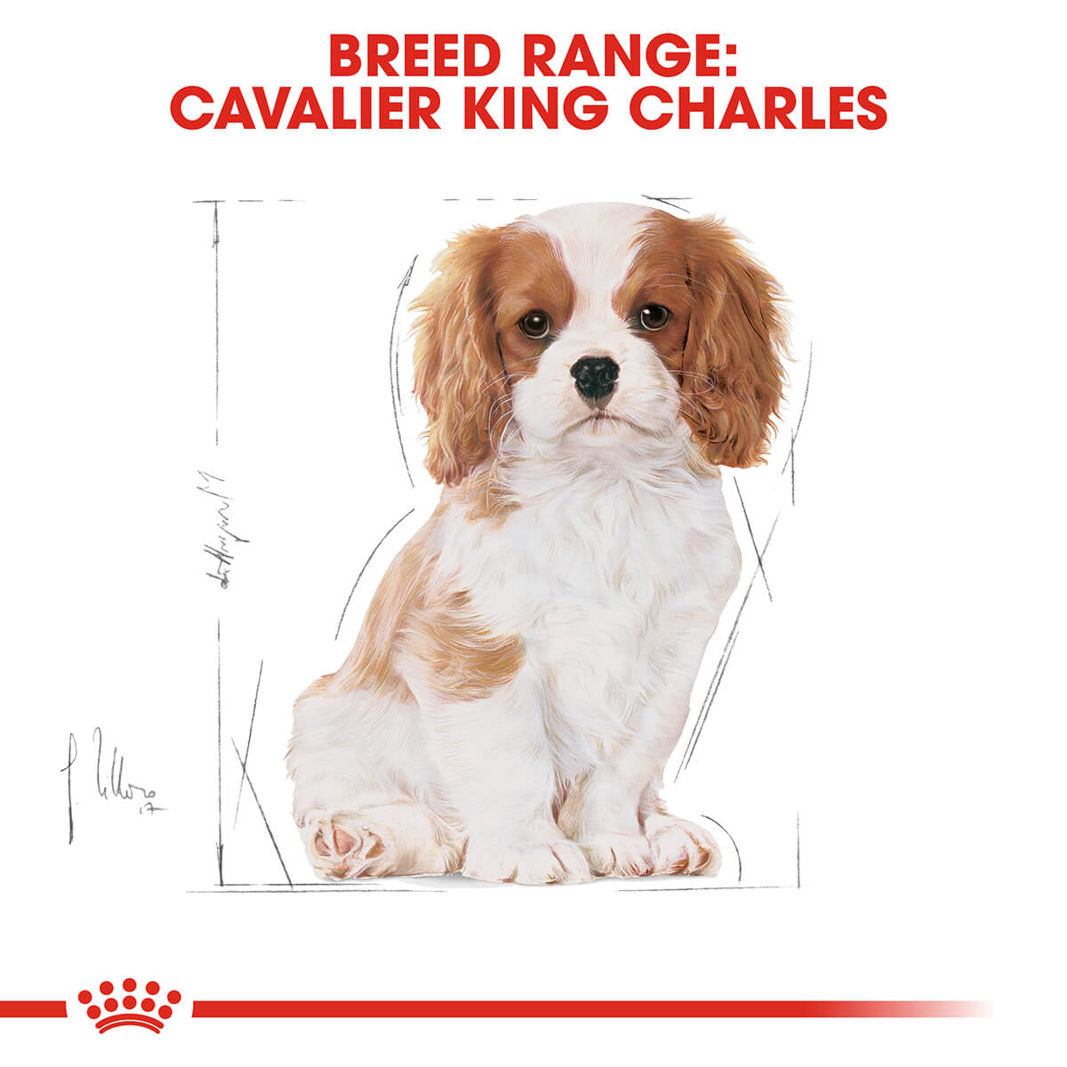 royal canin cavalier king charles junior