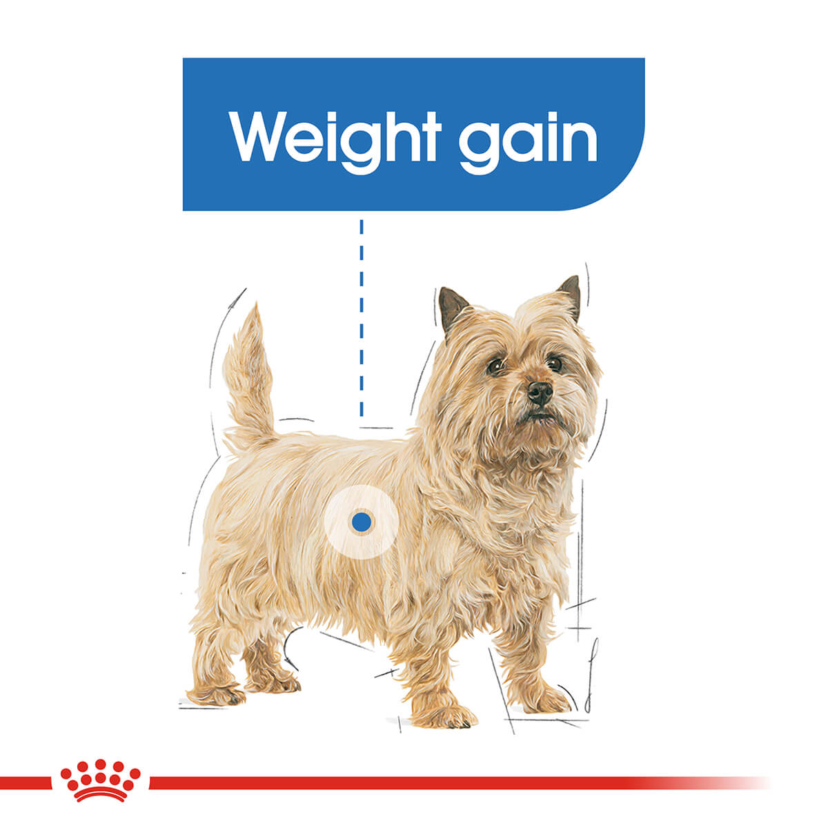 Vice Bekendtgørelse travl Royal Canin Mini Light Weight Care Adult Dry Dog Food 3kg | PETstock