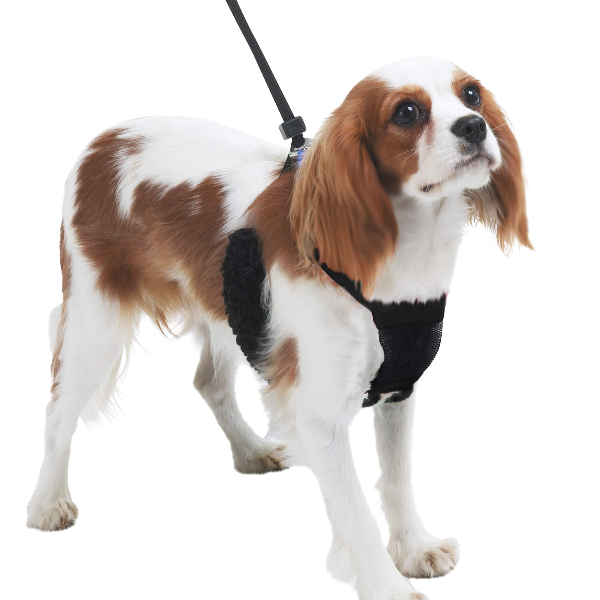 Sporn Non Pull Mesh Dog Harness | Petstock