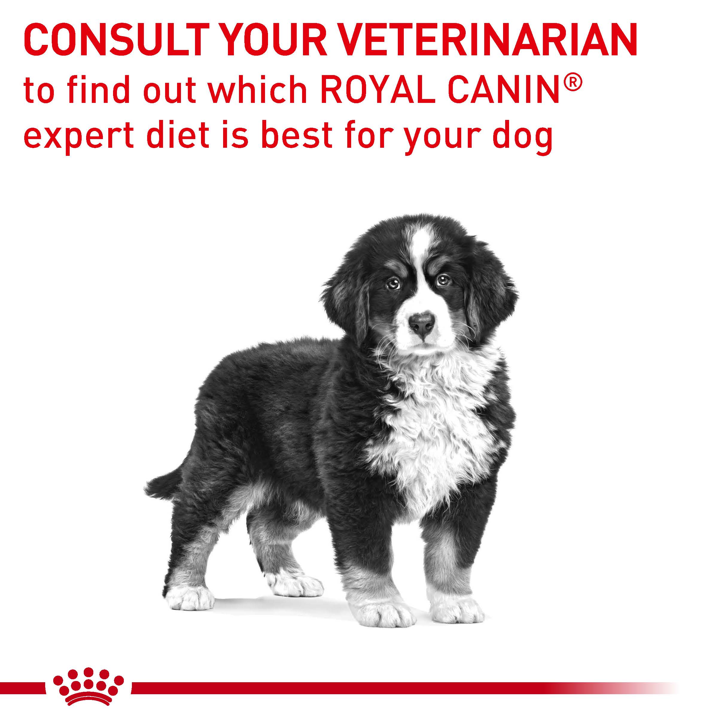 Royal canin shop bernese mountain dog