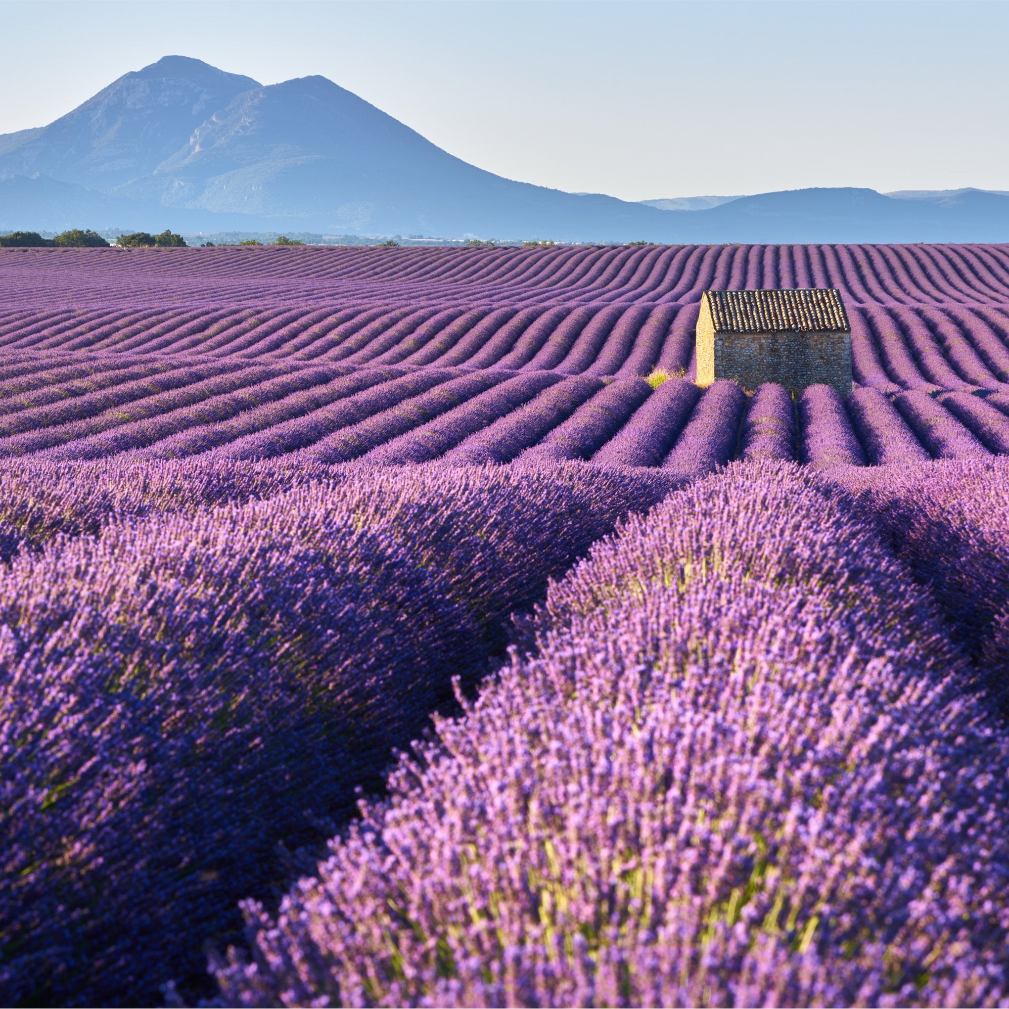 lavender-fields-experiencing-the-blue-gold-of-provence-france-with