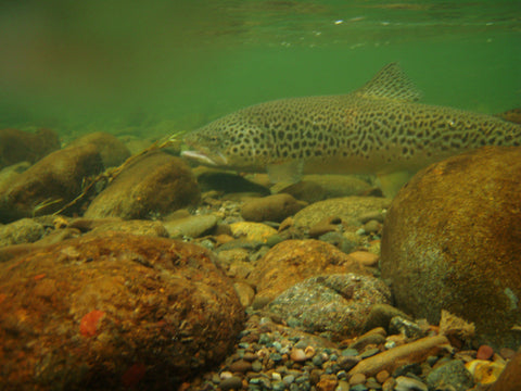 trout fishing snowy mountains