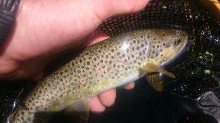 man holding trout catch and release