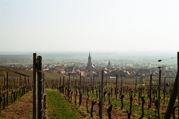 Domaine Schaeffer Woerly Natural Wine Dambach-La-Ville Alsace Highbury Library