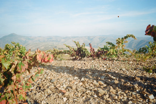 Barranco Oscuro 1368 Cerro Las Monjas Vineyard Alpujarra Granada Spain