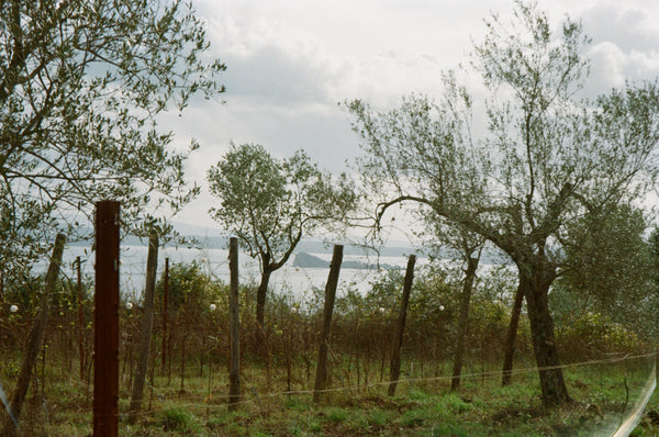 Cantina Ortaccio vineyard Lake Bolsena Lazio Italy Organic Natural Wine