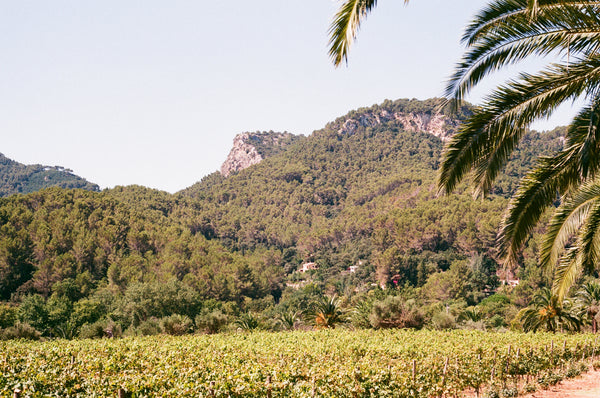 Organic Natural Wine Mallorca Majorca Highbury Library