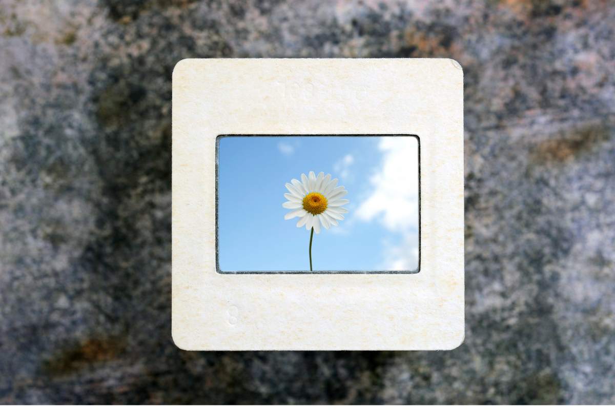 Slide film in frame with a photo of a daisy against blue sky.