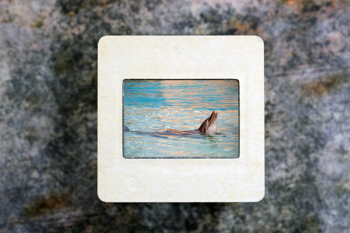 Slide film in frame with photo of a dolphin.