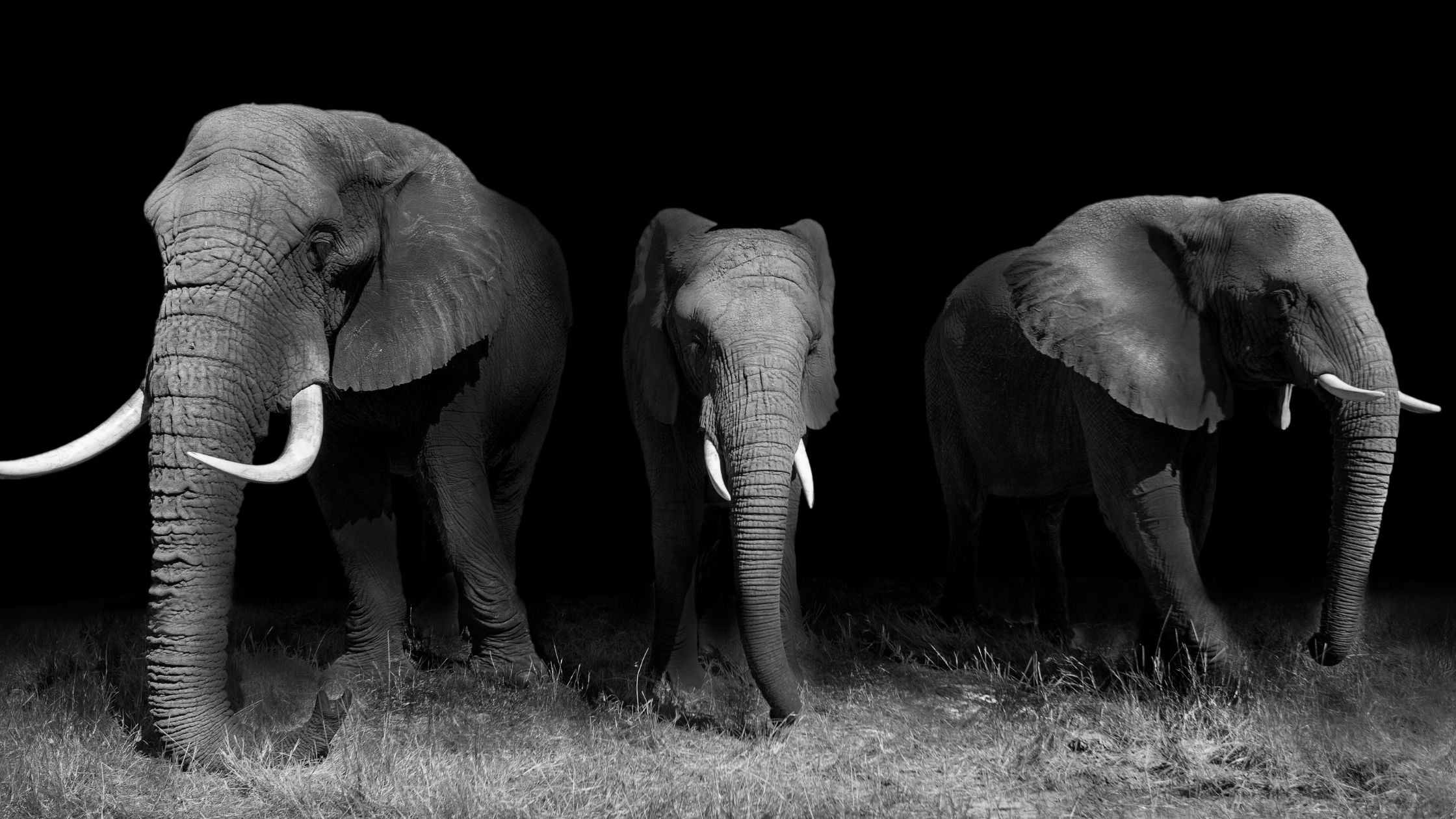 Three elephants were captured in a black and white photograph, standing next to each other. 
