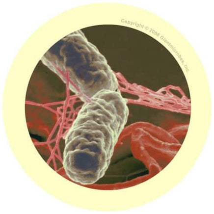 Giant Microbes Original Salmonella - Planet Microbe
