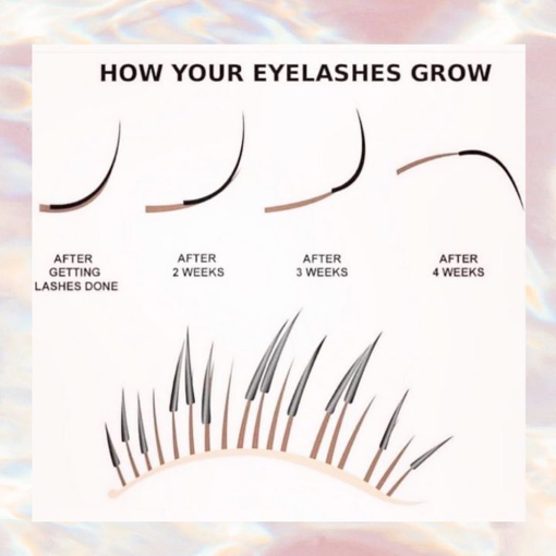 eyelash cycle, lash extensions cycle