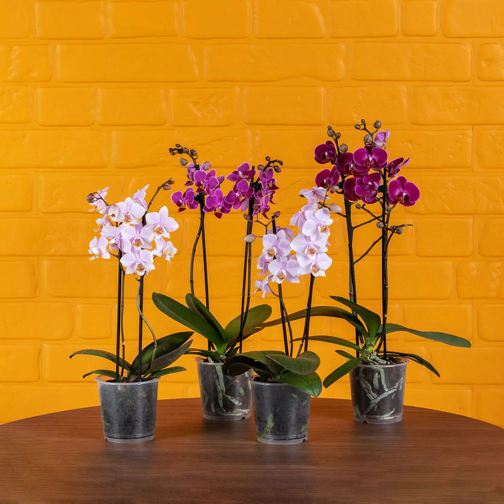 What Do You Do With Orchid Babies? – Love Orchids
