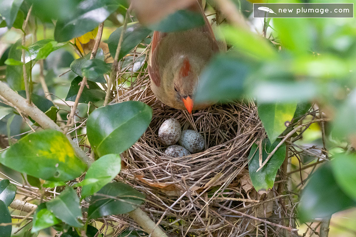 cardinal eggs