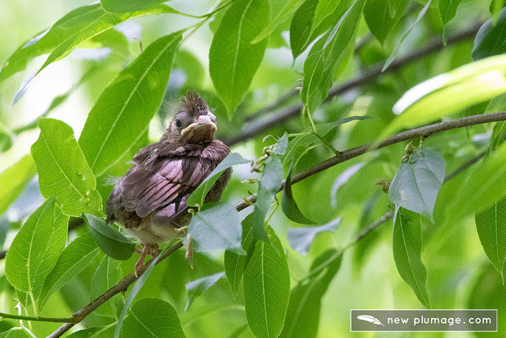 Cardinal fledgling