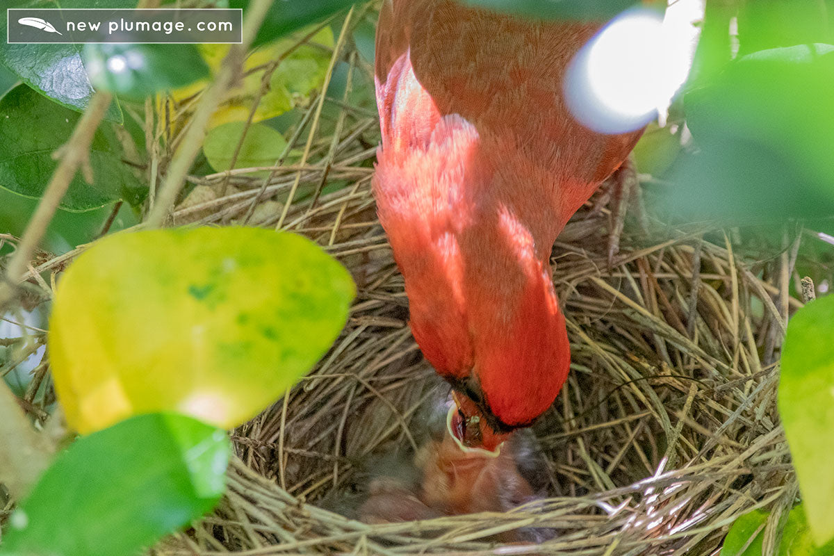 male cardinal feeding one-day-old baby cardinals