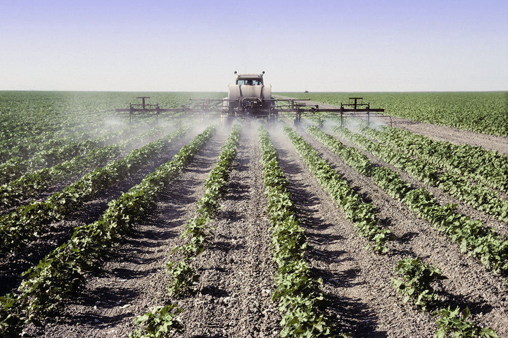 spraying pesticides on cotton