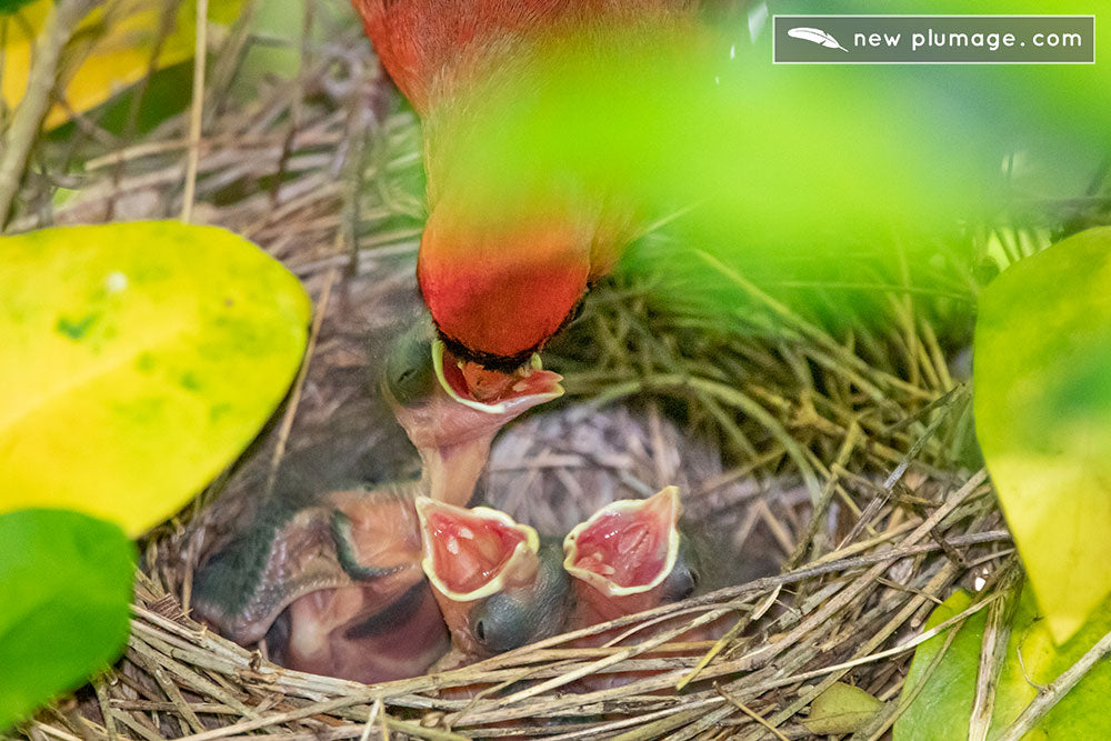 3 day old cardinal nestlings