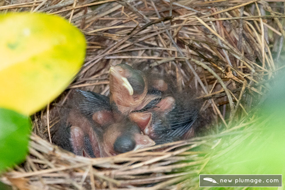 day 4: cardinal nestlings