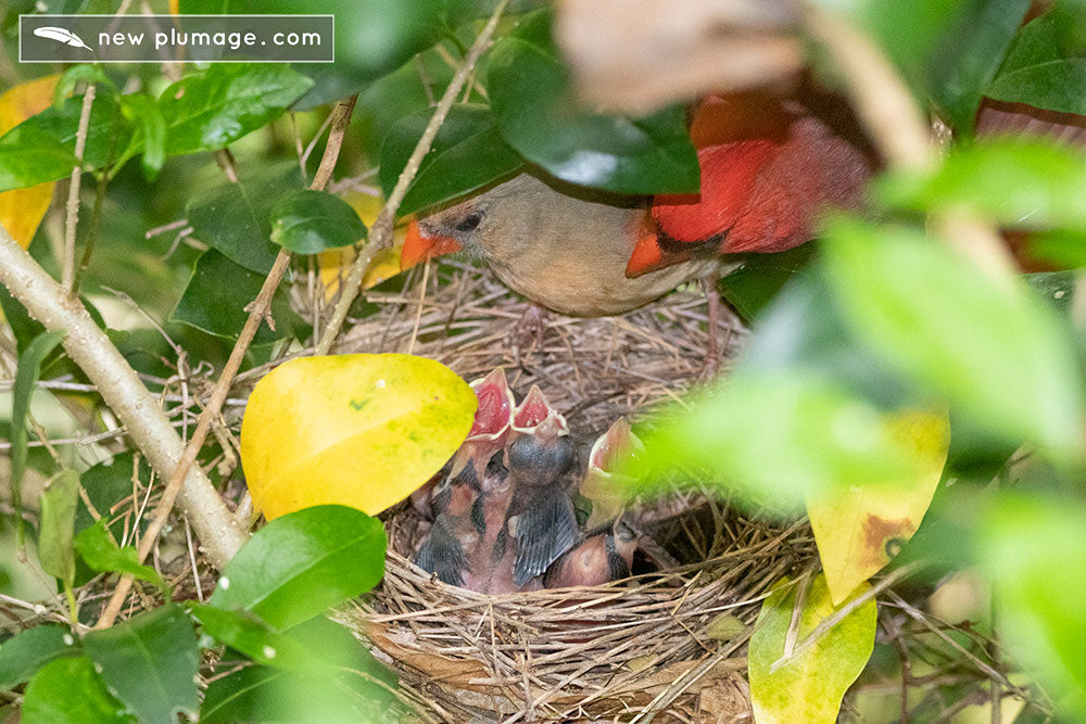 Cardinal nest and cardinal family