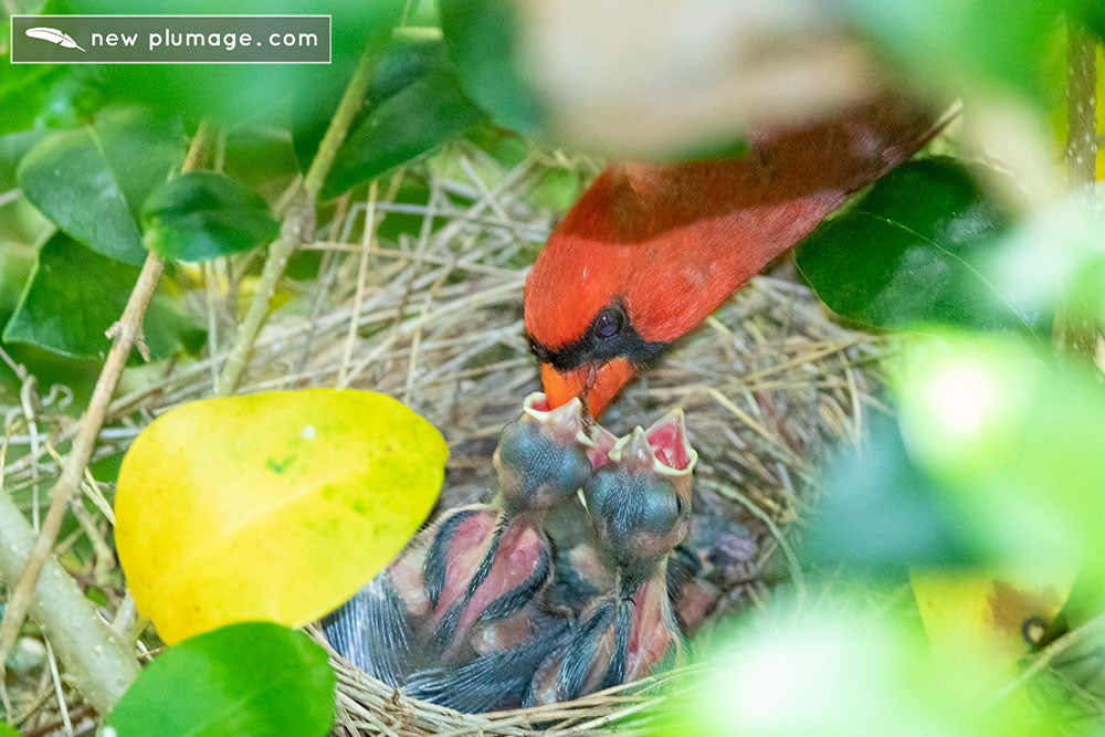 6 day old cardinal nestlings