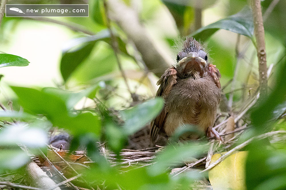 cardinals fledge at 9 days old