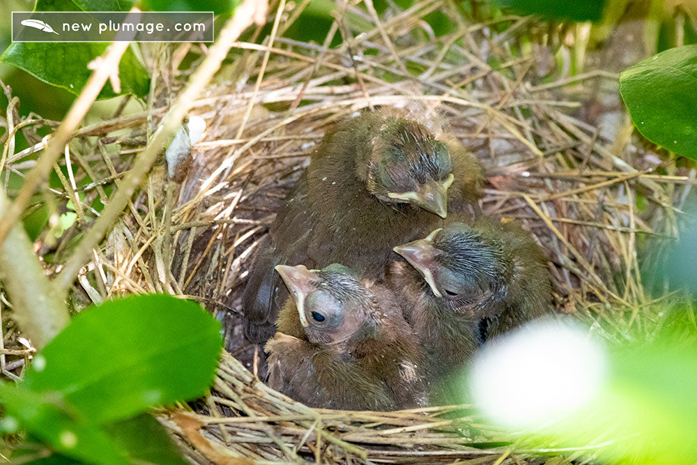 day 9 cardinal nestlings ready to fledge