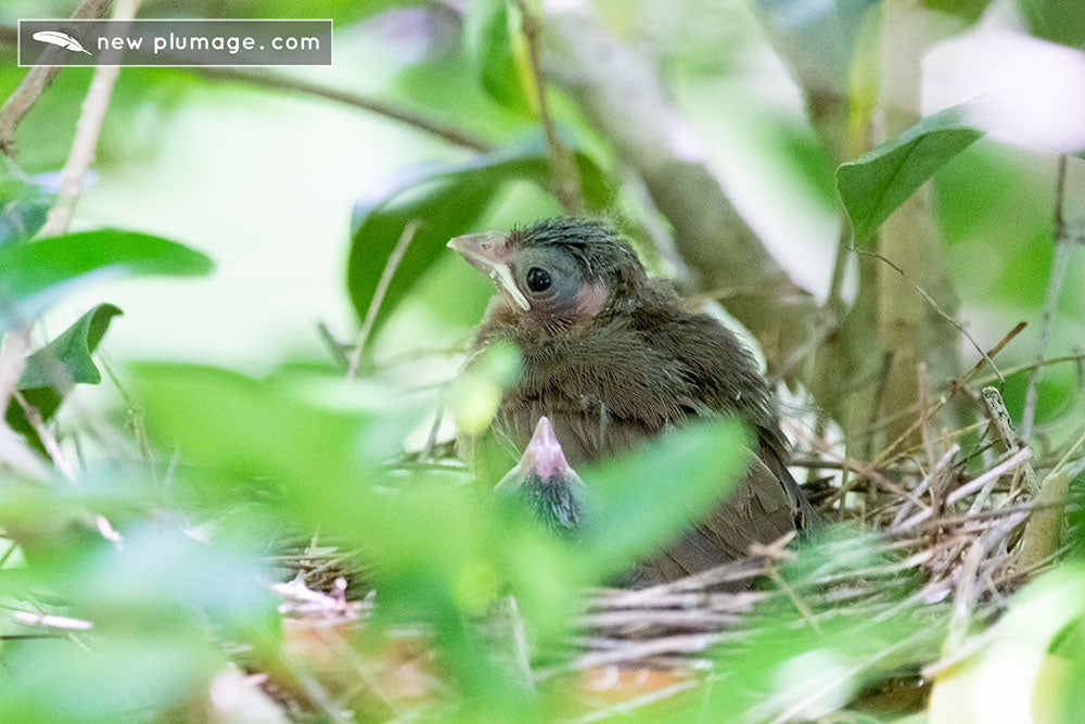 cardinals ready to fledge from the nest