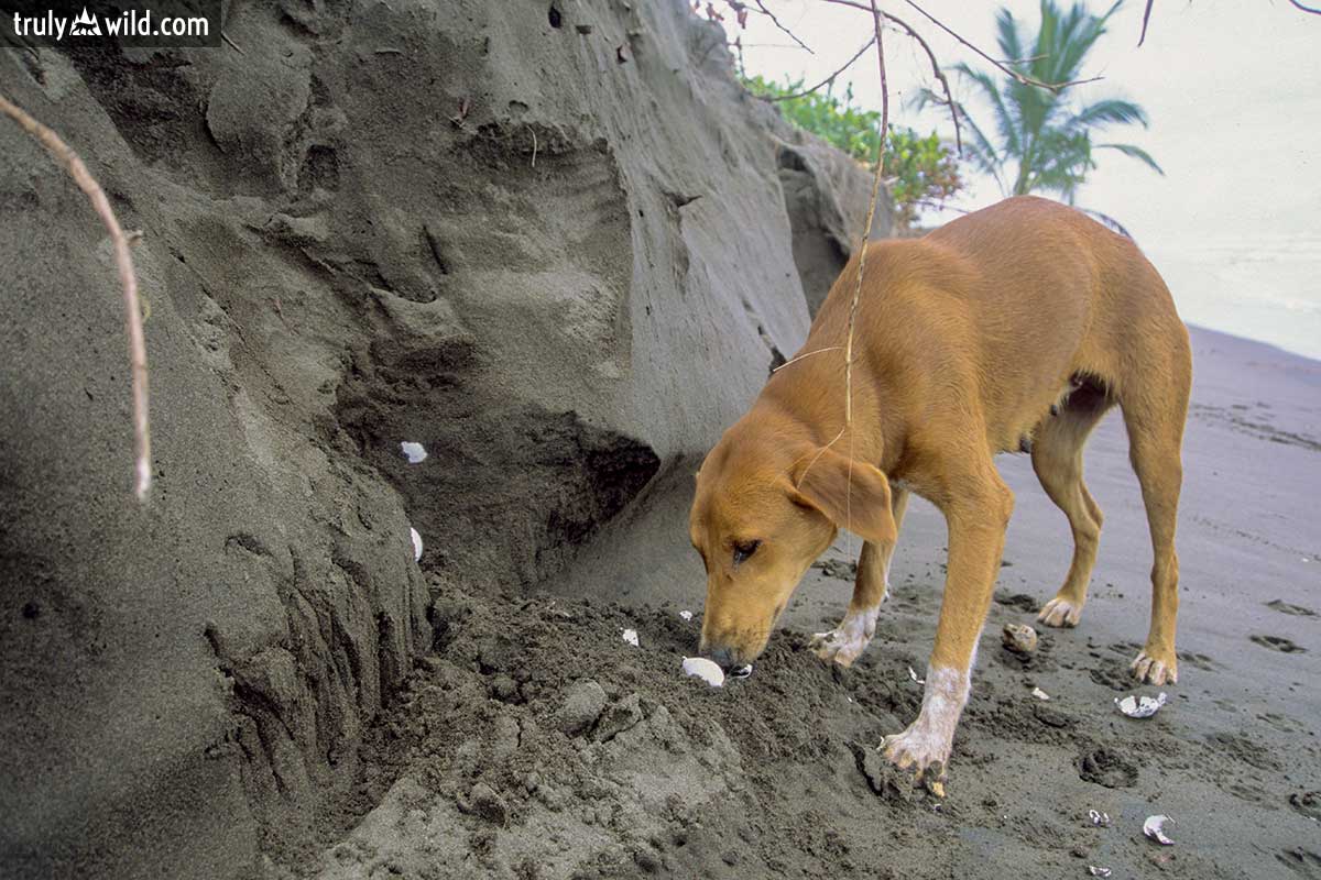 dog eating sea turtle eggs